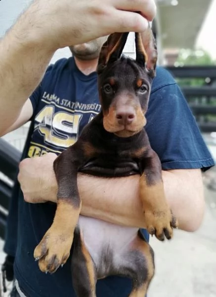 dobermann cuccioli in vendita | Foto 3