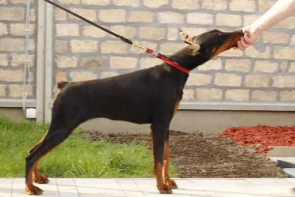 dobermann cuccioli in vendita | Foto 2