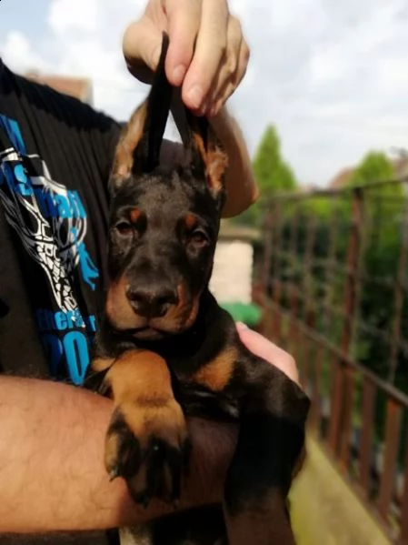 dobermann cuccioli in vendita