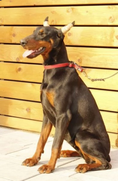 dobermann cuccioli in vendita | Foto 1