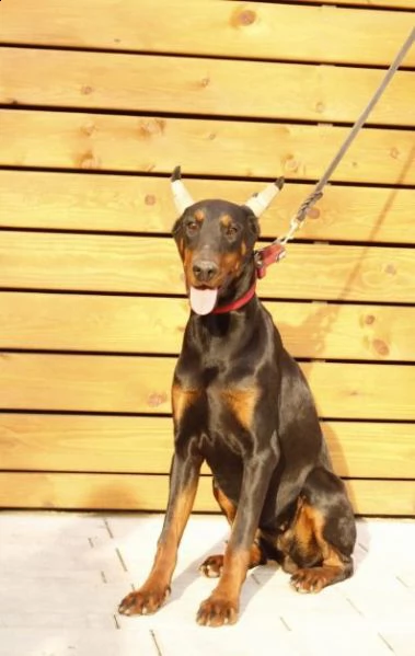 dobermann cuccioli in vendita | Foto 0