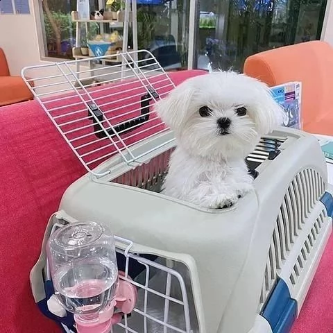   regalo maltese cuccioli meravigliosi ! 