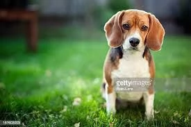 beagle | Foto 0