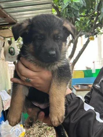 cuccioli pastore tedesco