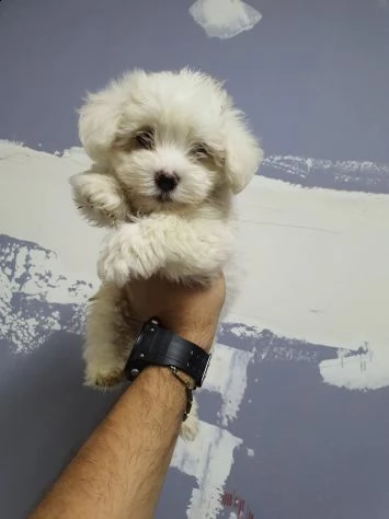 cucciolo di maltese toy.