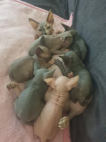 vendo cuccioli gattini sphynx