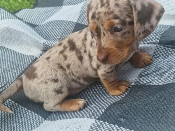 cucciolata di bei bambini daschund