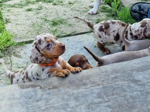 cucciolata di bei bambini daschund | Foto 0