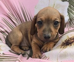 cioccolato bassotto bellissima 