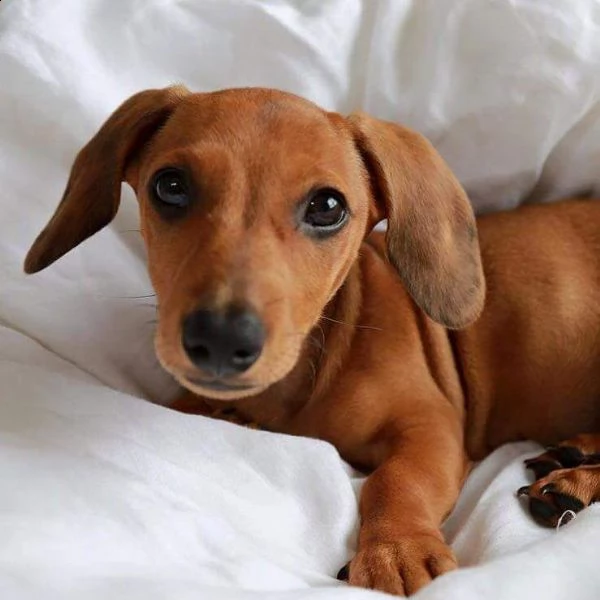  cuccioli di bassotto in miniatura