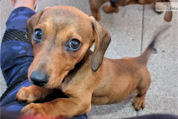  cuccioli di bassotto in miniatura | Foto 0