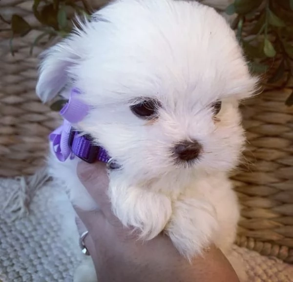 regalo  maltese mini toy