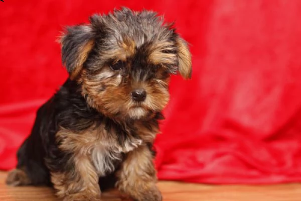 cuccioli di yorkie di prima qualità