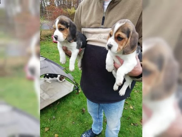 cuccioli di beagle addestrati