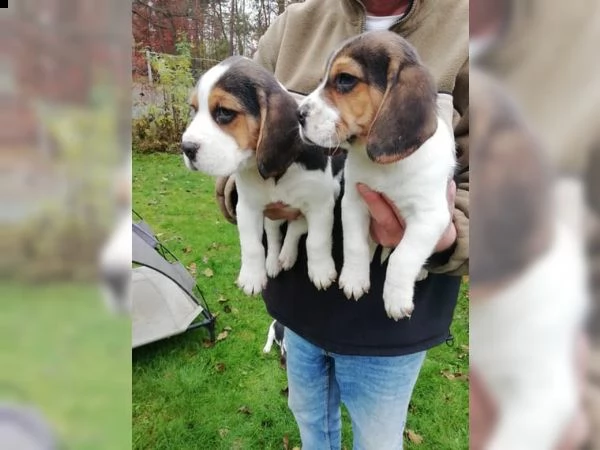 cuccioli di beagle addestrati | Foto 3