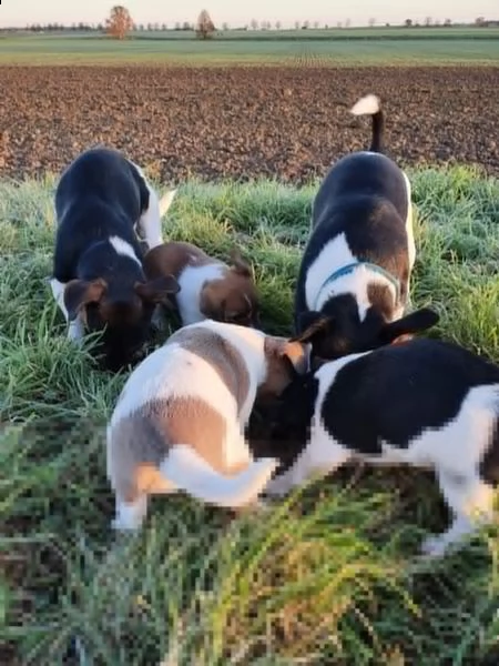 cuccioli jack russel