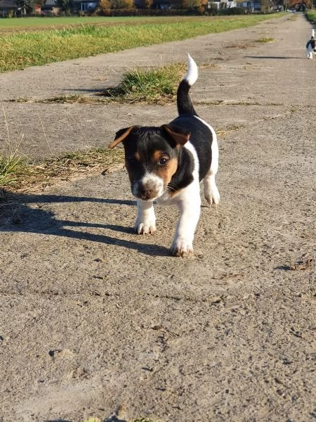 cuccioli jack russel | Foto 4