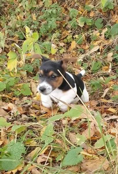 cuccioli jack russel | Foto 3