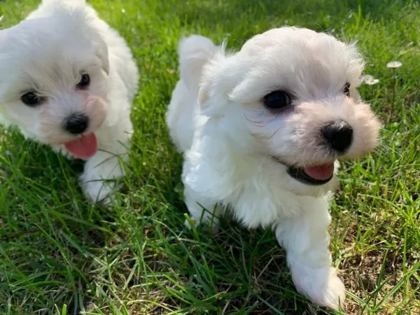 cuccioli maltesi toy