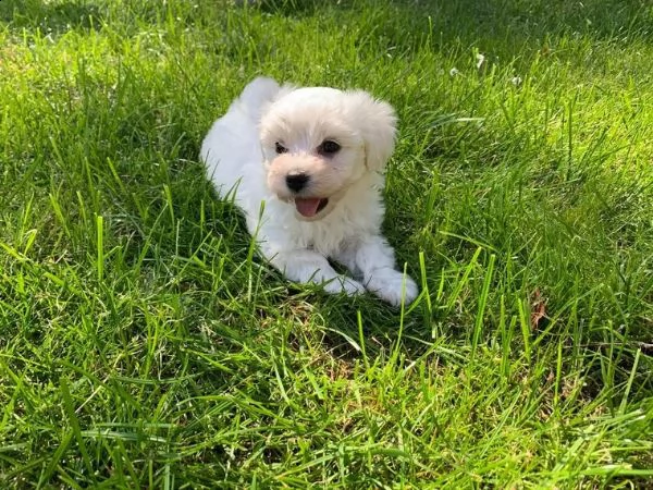 cuccioli maltesi toy | Foto 6