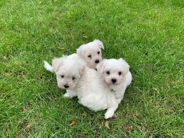 cuccioli maltesi toy | Foto 5