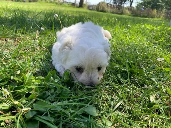 cuccioli maltesi toy | Foto 4