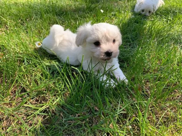 cuccioli maltesi toy | Foto 3
