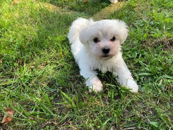 cuccioli maltesi toy | Foto 0