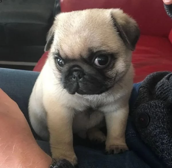 regalo cuccioli di carlino  | Foto 0