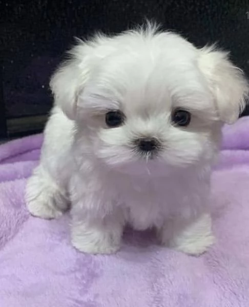 regalo  maltese mini toy[at]