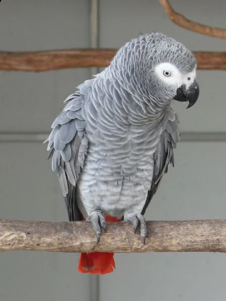 pappagallo amazon di 2 anni | Foto 0