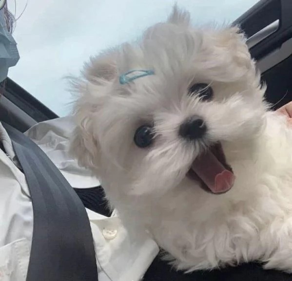 regalo  maltese mini toy