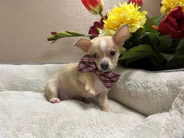 chihuahua
