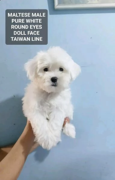 cuccioli maltesi 