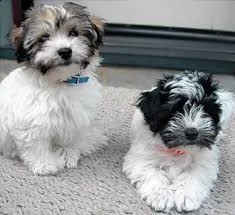 bellissimo cucciolo havanese