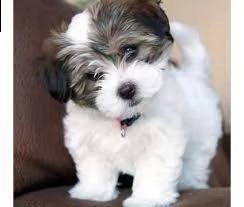 1bellissimo cucciolo havanese