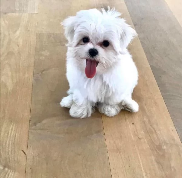 adorabili cuccioli maltesi eccezionali~~~
