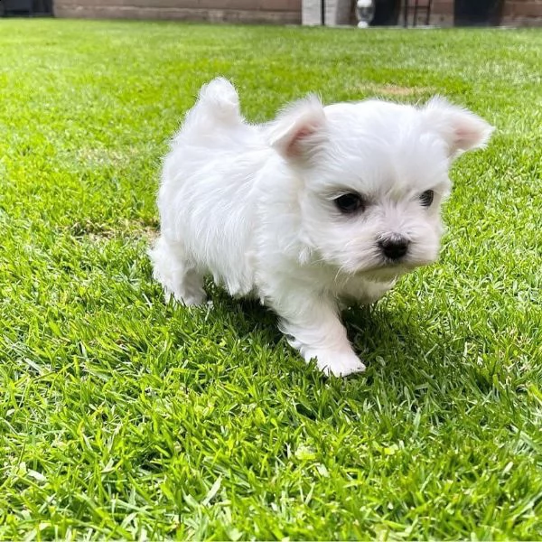 #adorabili cuccioli maltesi eccezionali#