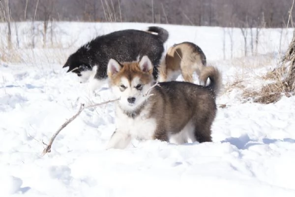 !!!cuccioli di alaskan malamute registrati!!