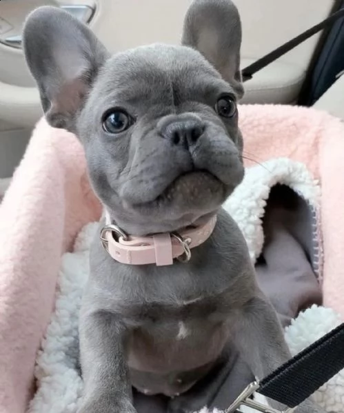 regalo bouledogue francese....