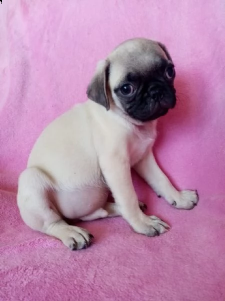 ..... regalo carlino mini...... 