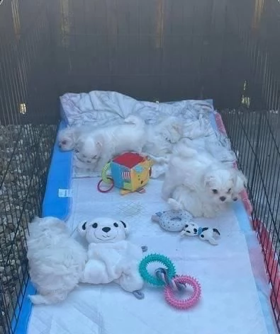 cucciolata di maltesi toy  | Foto 0