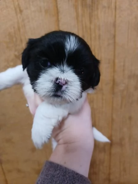  regalo bellissimi cuccioli allevati shih-tzu, colore bianco e nero.
