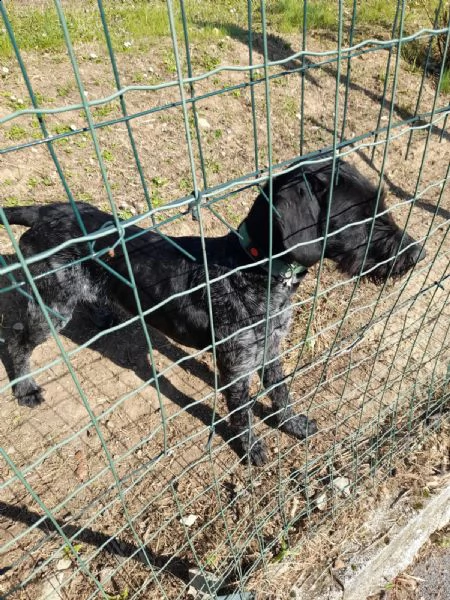 vendo cane da ferma tedesco a pelo duro - 11 mesi