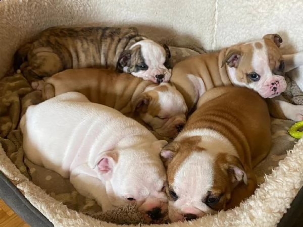 regalo bulldog inglese cuccioli con pedigree 