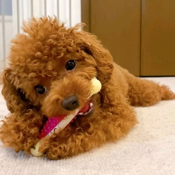 cuccioli di barboncino giocattolo 