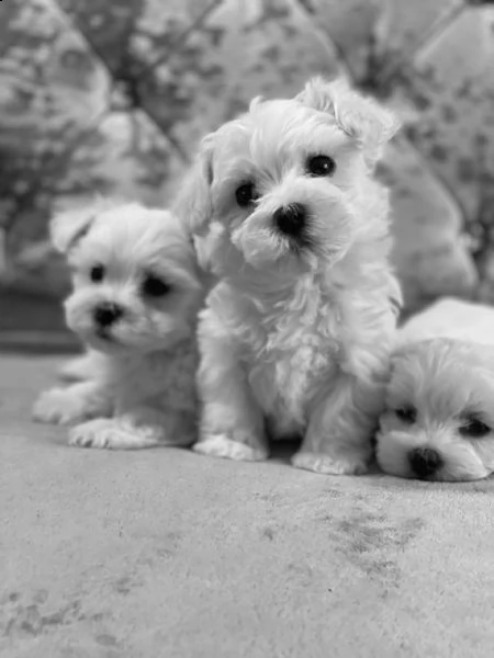 pedigree puro maltese | Foto 1
