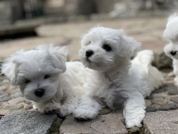 pedigree puro maltese | Foto 0