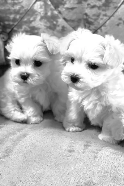 pedigree puro maltese