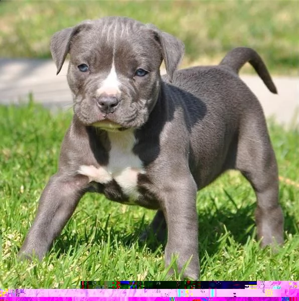 regalo cuccioli di pitbull 